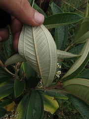 Miconia stenostachya