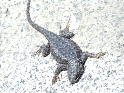 iNaturalist observation photo of Spiny Lizards