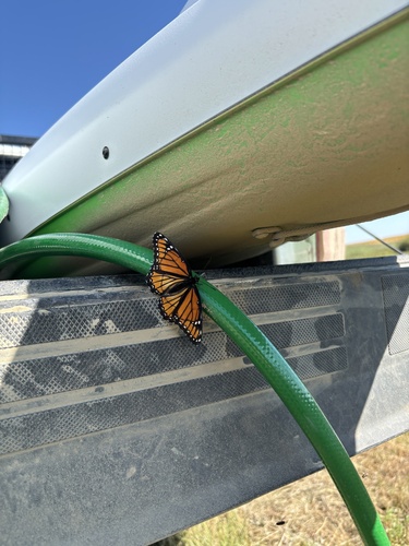 Viceroy