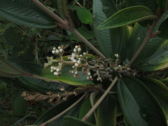 Miconia stenostachya