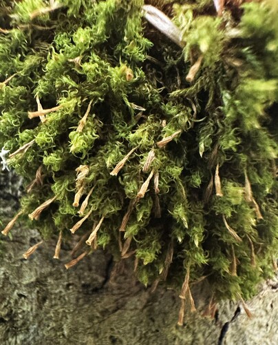 Ulota crispula observed 2026-08-31