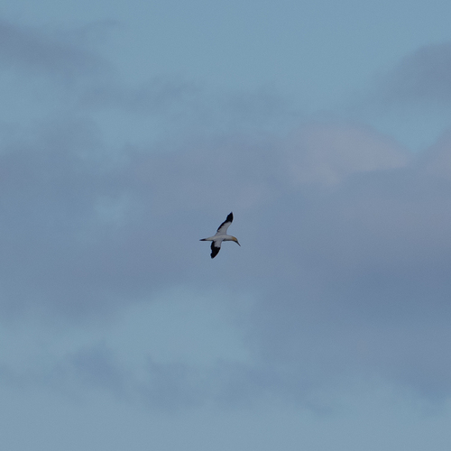 iNaturalist image