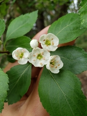 Crataegus castlegarensis