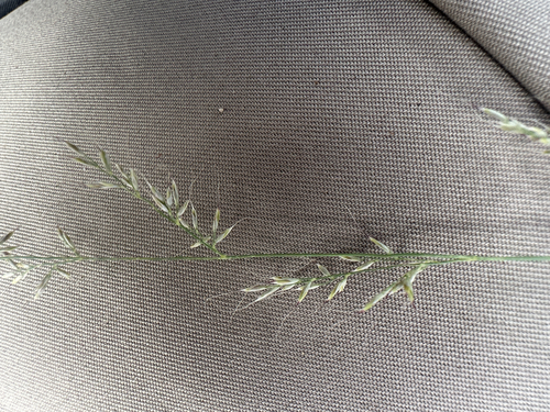 Muhlenbergia trifida, 2026-09-04