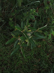 Miconia stenostachya