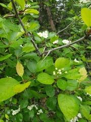 Crataegus castlegarensis