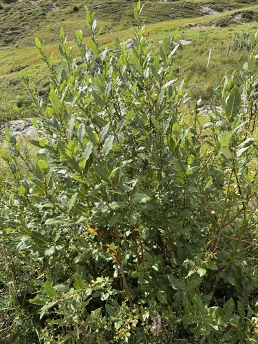 Salix appendiculata, photograph 3