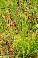 Carex cespitosa
