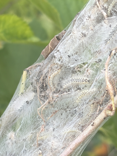 Fall Webworm Moth