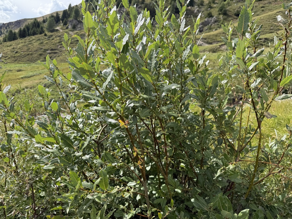 Salix appendiculata; photograph (c) Katrin Simon, some rights reserved (CC BY)