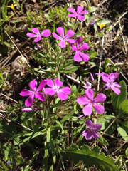 Phlox cuspidata