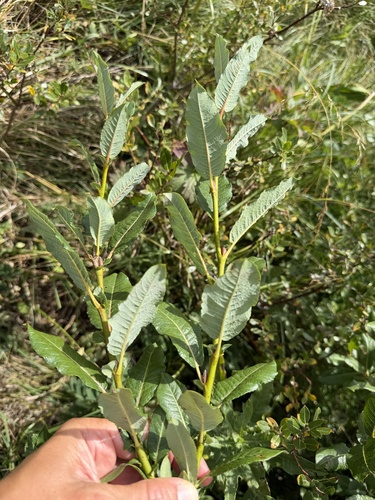 Salix appendiculata, photograph 4