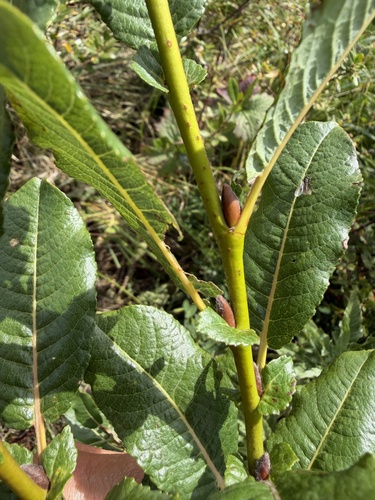 Salix appendiculata, photograph 5
