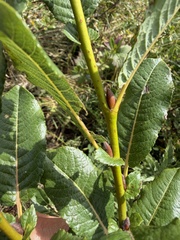 (c) Katrin Simon, some rights reserved (CC BY) Salix appendiculata, photograph (c) Katrin Simon, some rights reserved (CC BY)