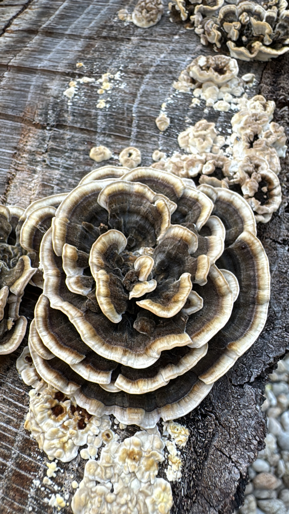 turkey-tail · September 2026 · photo: Photo: (c) Stephen Elliott, some rights reserved (CC BY) · iNaturalist