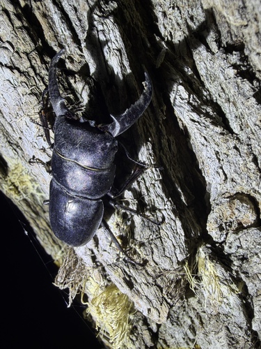Serrognathus titanus platymelus
