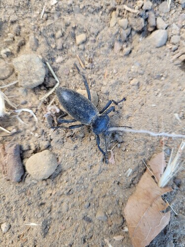 iNaturalist observation photo of Eleodes