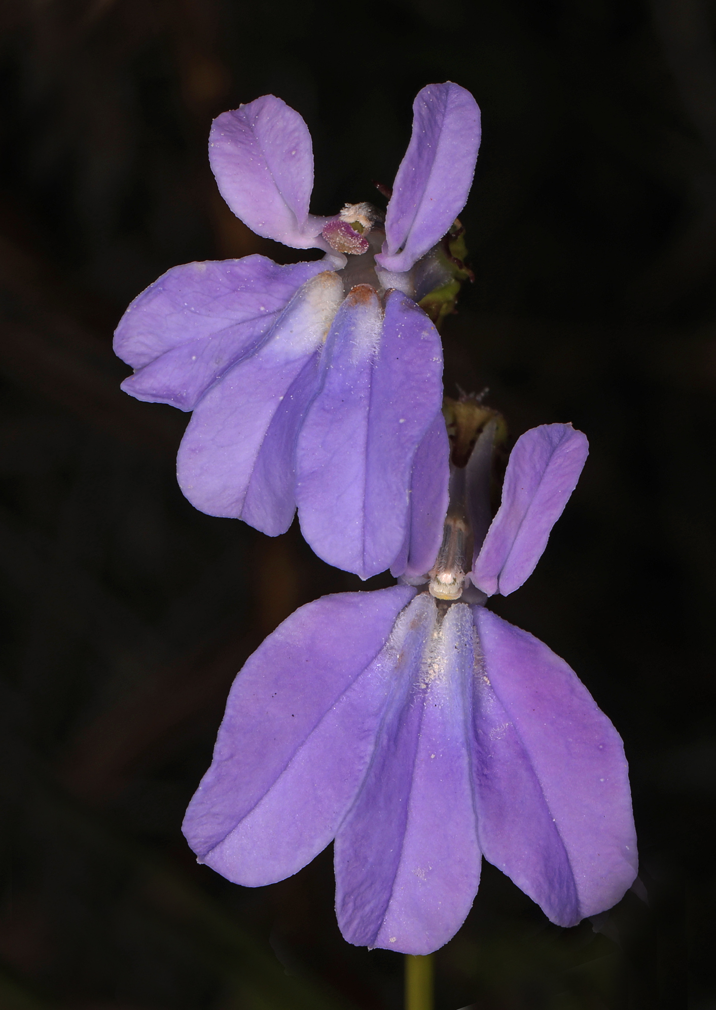 Lobelia glandulosa