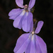 Glade Lobelia - Photo (c) Judy Gallagher, some rights reserved (CC BY)