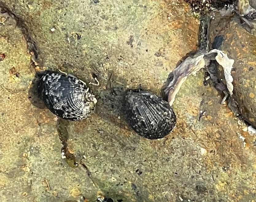 Blotched nerite