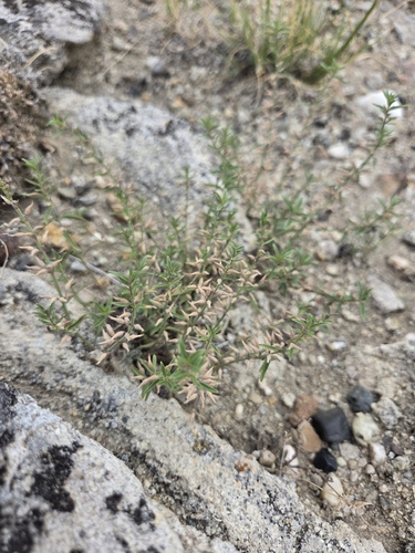 Drummond's false pennyroyal