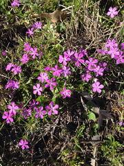 Phlox cuspidata