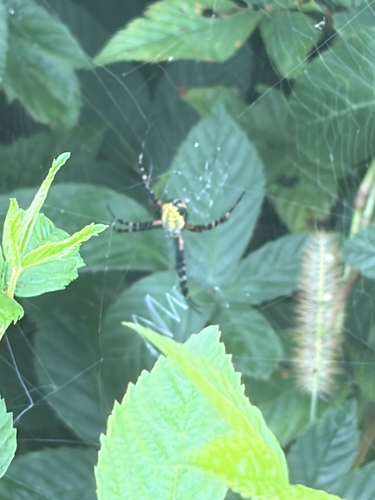 Yellow Garden Spider