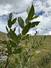 Salix daphnoides