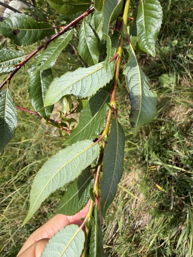 Salix daphnoides, photograph 2