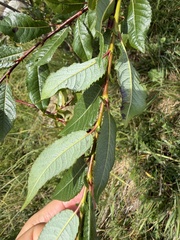 Salix daphnoides, photograph (c) Katrin Simon, some rights reserved (CC BY)