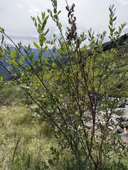 Salix daphnoides, photograph (c) Katrin Simon, some rights reserved (CC BY)
