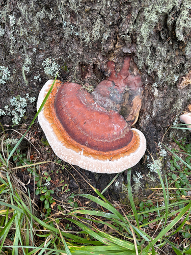 Northern Red Belt