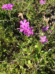 Phlox cuspidata