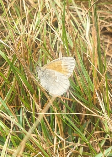 Common Ringlet