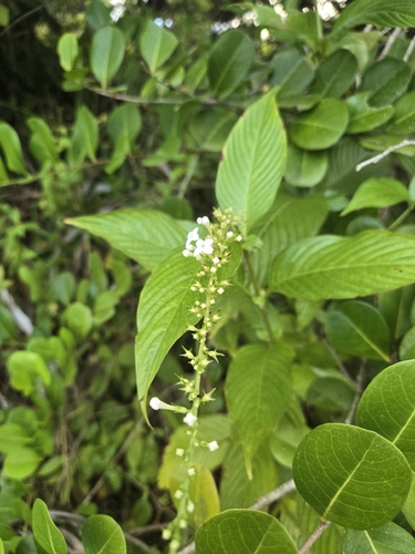 Mata de Mariposa