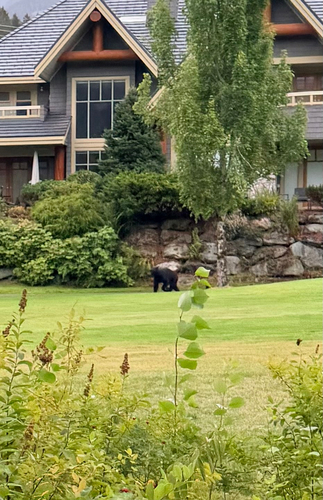 Black Bear sighting near Glen Abbey Ln