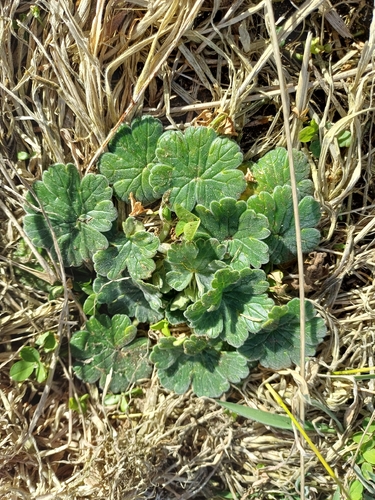 Geranium traversii observed 2026-09-05