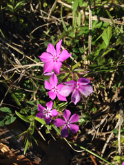 Phlox cuspidata