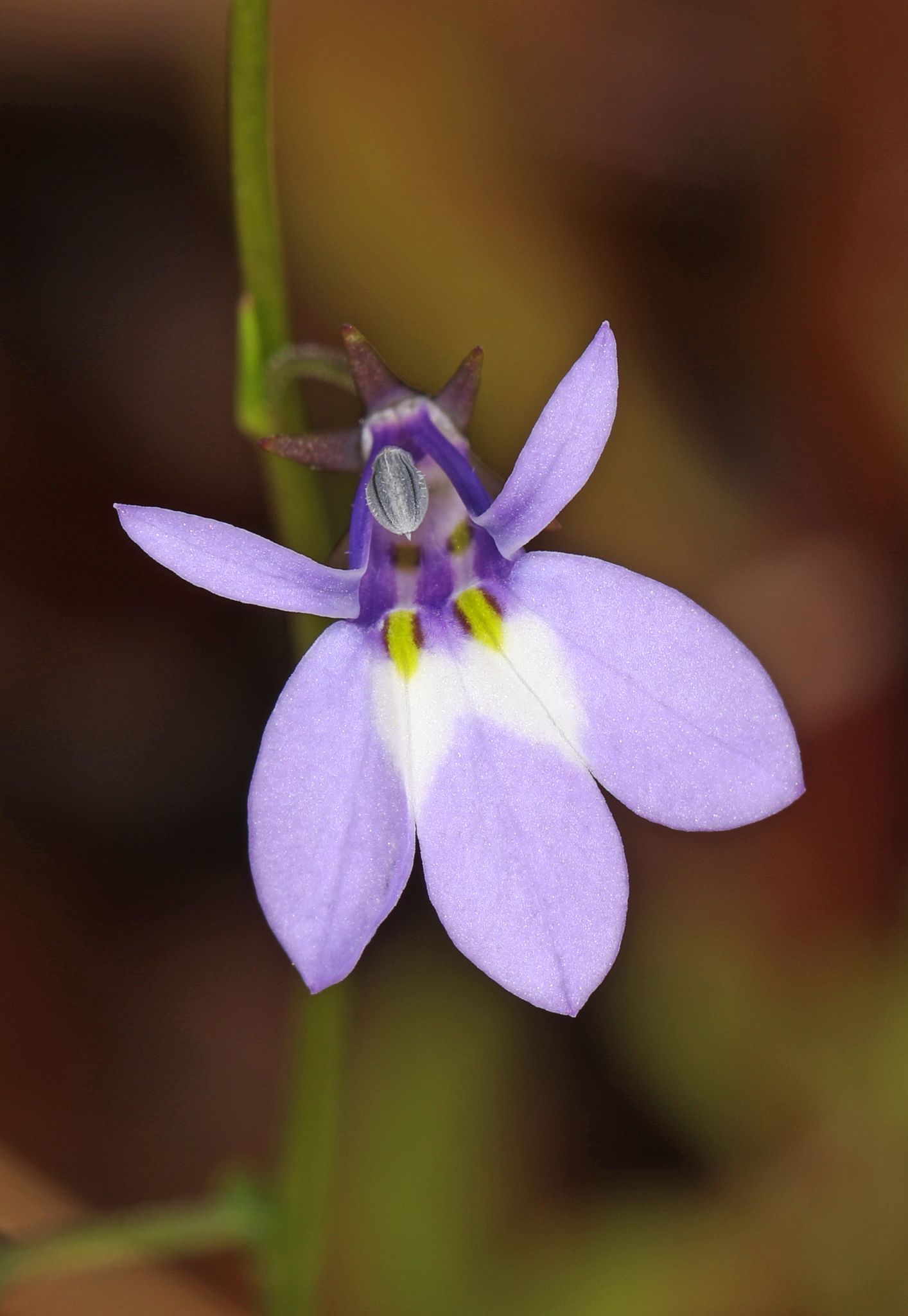 Lobelia feayana