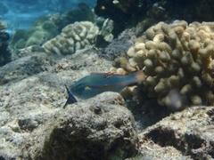 Stethojulis balteata