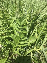 Pastinaca