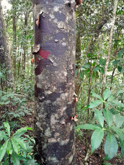 Agathis atropurpurea, photograph (c) Steve Fitzgerald, some rights reserved (CC BY-SA)