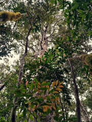 Agathis atropurpurea
