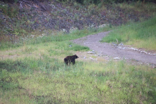 Black Bear sighting near Whistler