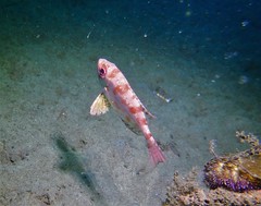 Priacanthus macracanthus