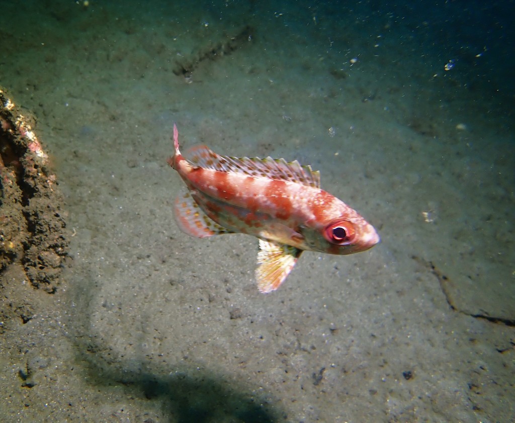 Bigeye (Priacanthus macracanthus) — Priacanthidae
