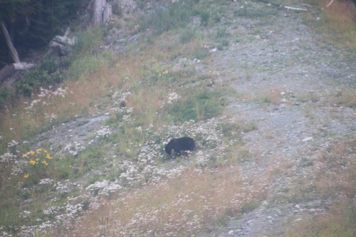 Black Bear sighting near Whistler