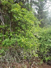 Crataegus castlegarensis