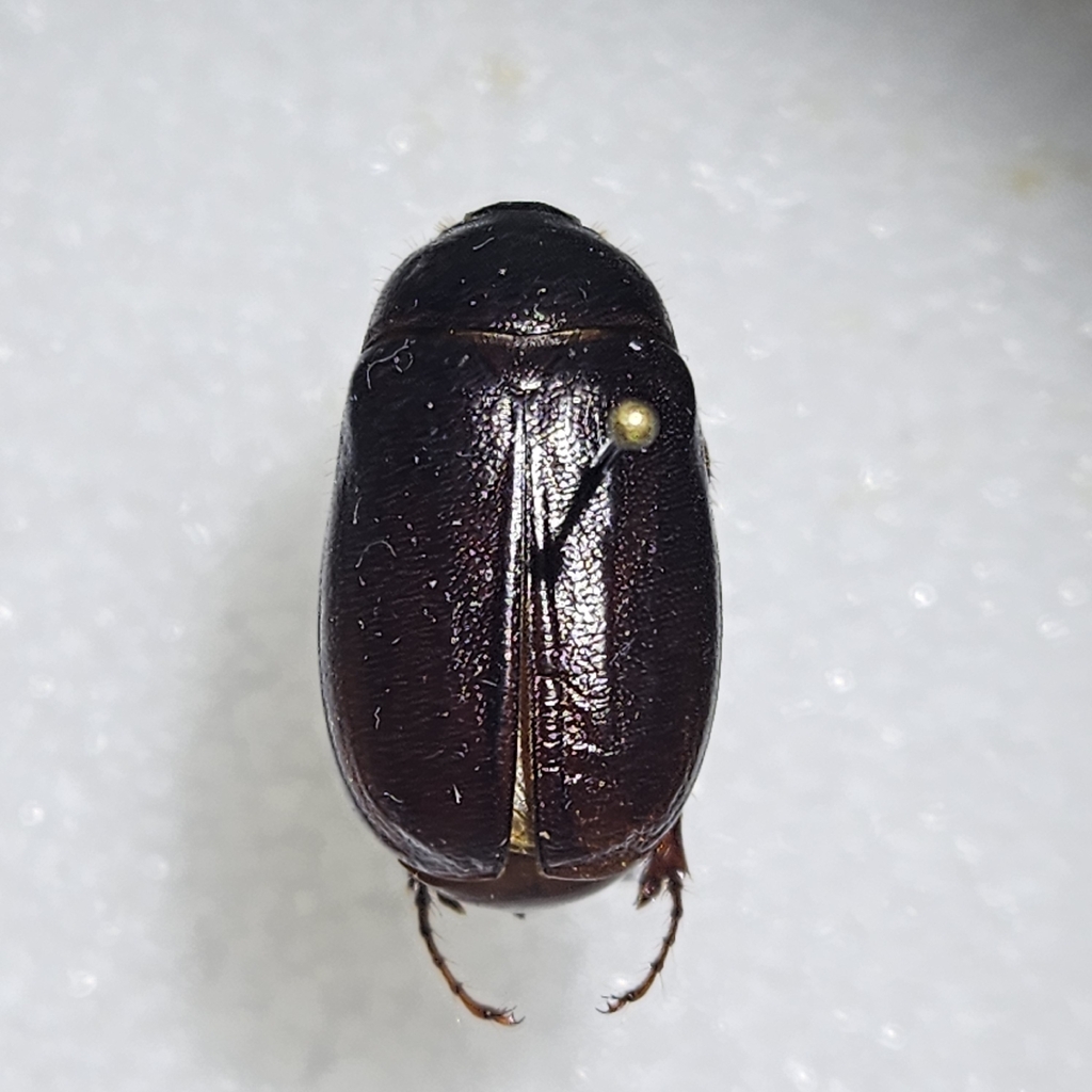 Phyllophaga bipartita