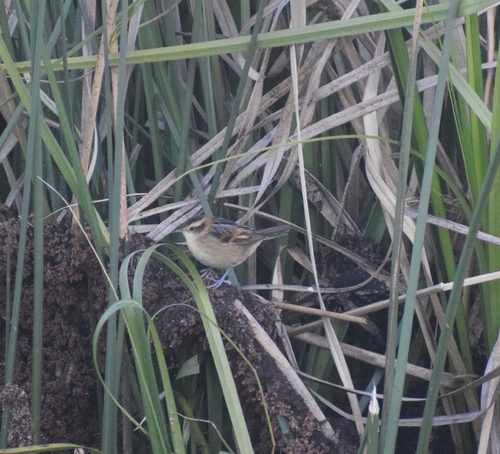 Wren-like Rushbird